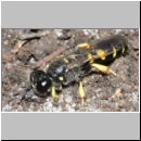 Crabro peltarius - Grabwespe w16d 9mm Sandgrube Niedringhaussee.jpg